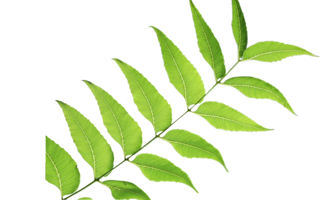 Leaf Decoration